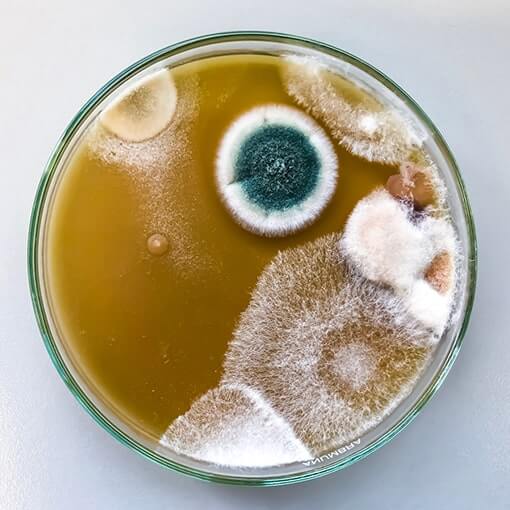 Schimmel-Selbsttest-Raumluft