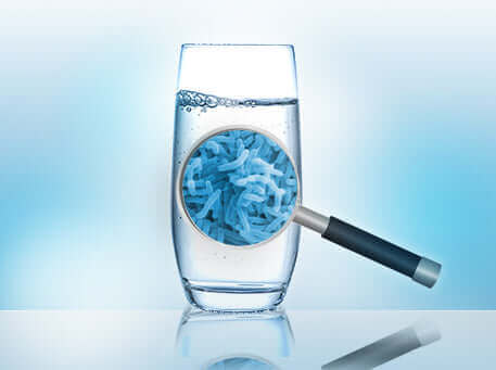 Wie gefährlich sind Colibakterien wirklich?