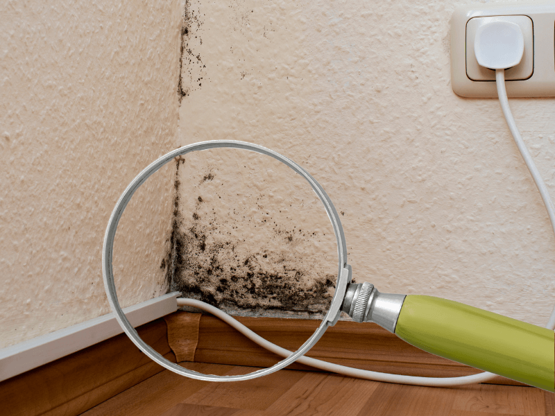 Schimmel erkennen