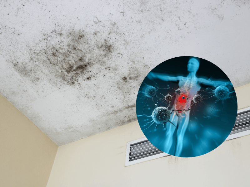 Besondere Schimmelgefahr bei Immunschwäche