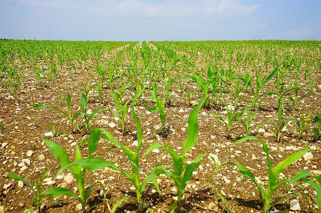 Pestizide im Wasser – der große internationale Streit um Glyphosat und Co.
