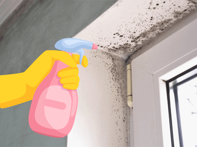 Schimmel an Fenstern