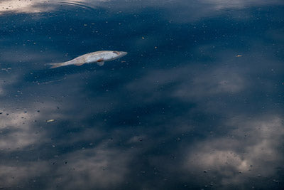 Vergiftetes Wasser – Eine neue Waffe des Terrors?